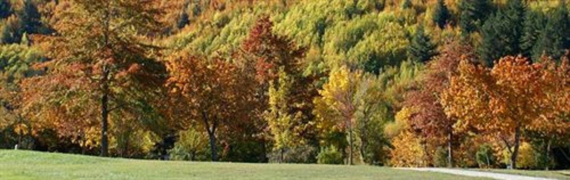 Hampshire Holiday Parks - Arrowtown Ngoại thất bức ảnh